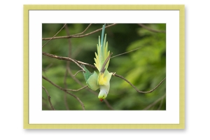 Compre molduras coloridas online | Moldura Verde de 2 cm | Quadro pronto